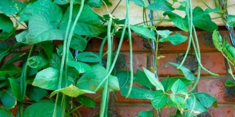 Kovrčava pasulj šparoga: sorte + fotografija